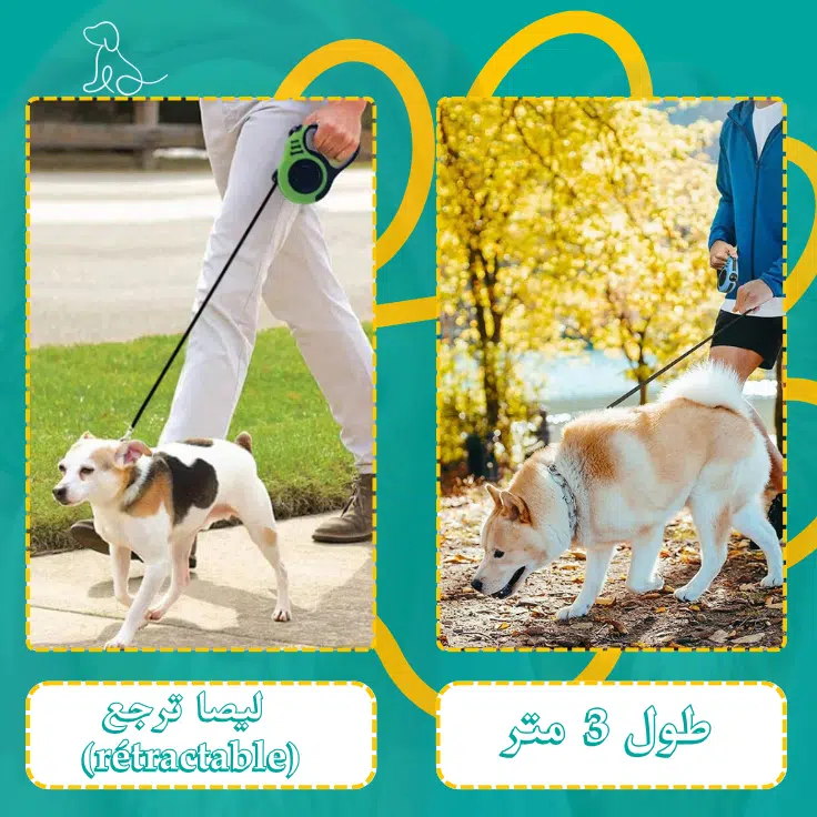 Laisse pour chien  Sécurité et Liberté pour Vos Promenades