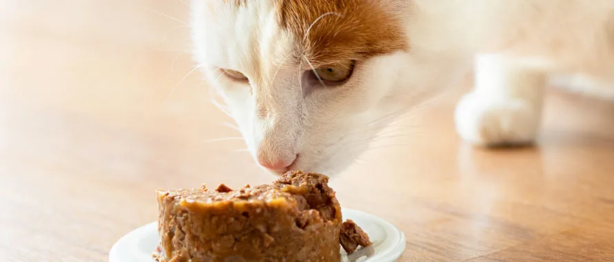 Humides pour chats