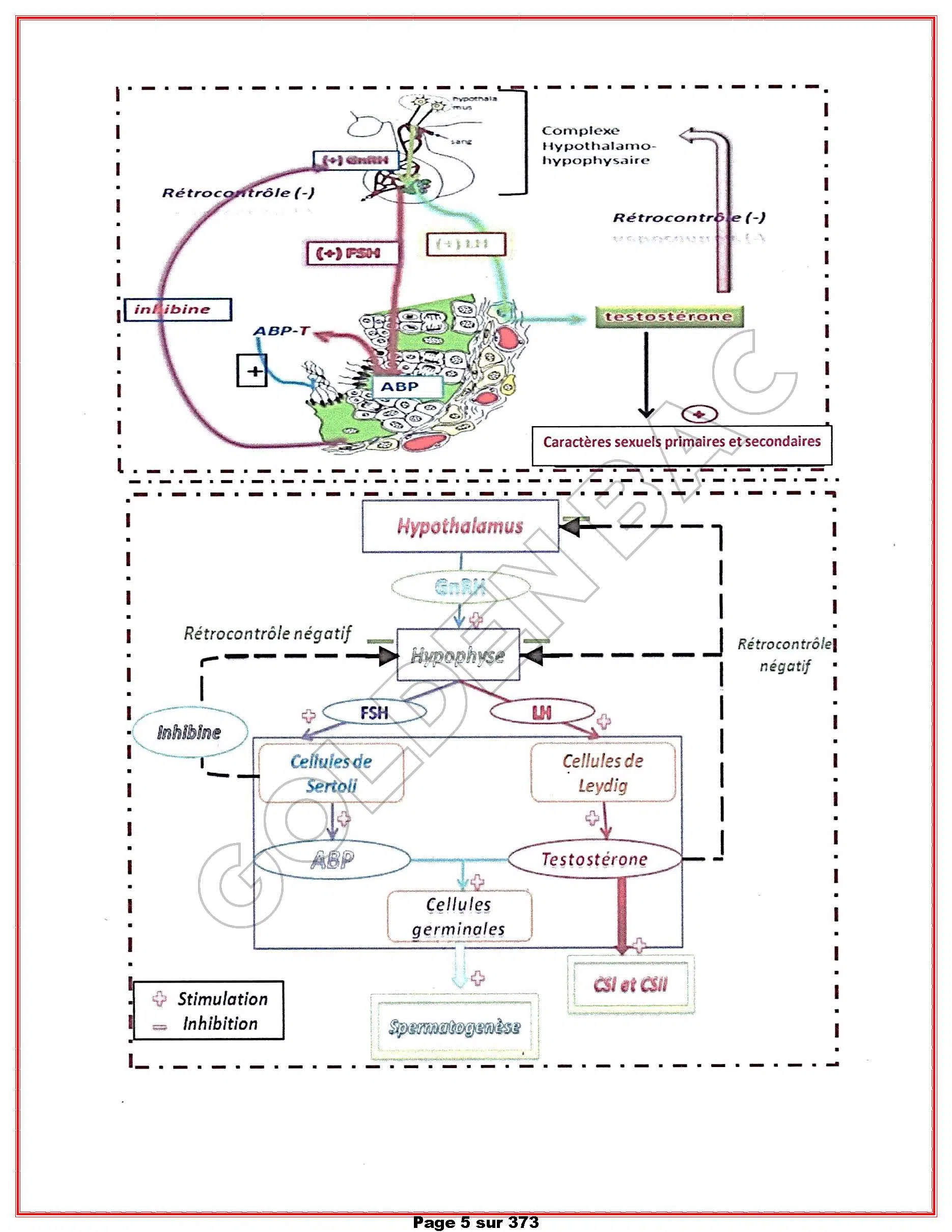 SVT - 1ER TRIMESTRE - BAC SC.EXP