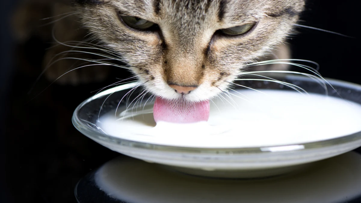 Lait en poudre pour chats